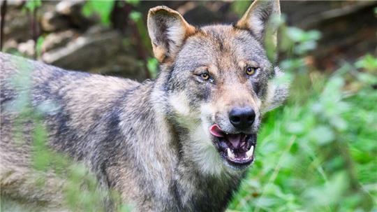 Der Europarat hat den Weg für ein schärferes Vorgehen gegen den Wolf frei gemacht. (Symbolbild)