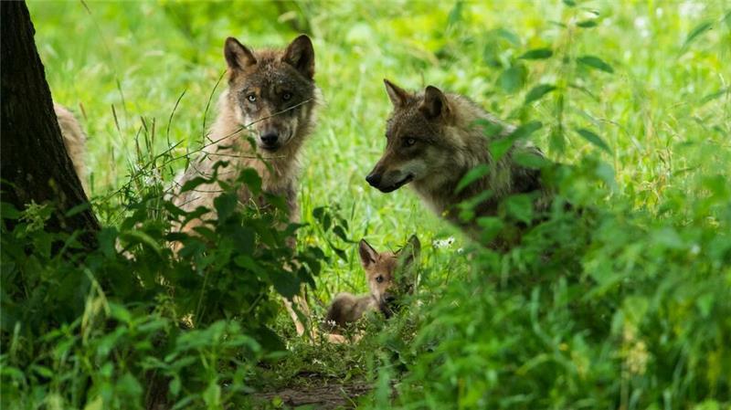 WWF-Bericht: Igeln geht es schlechter, Seeadlern besser Der Europarat hat im Dezember den Schutzstatus des Wolfs in Europa herabgestuft. (Handout)