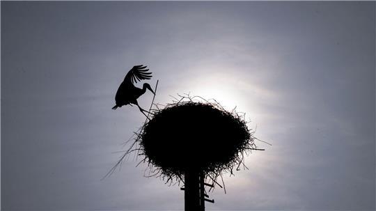 Der Fall hatte Ende April in Braak für Bestürzung gesorgt. (Symbolbild)