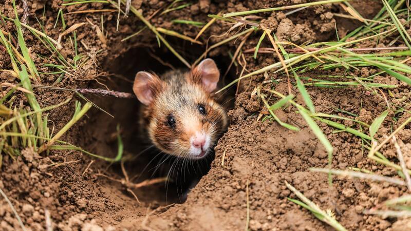 Viele heimische Säugetiere sind gefährdet oder ausgestorben Der Feldhamster gilt heute als „vom Aussterben bedroht“ in Niedersachsen und Bremen. Jahrzehntelange Verfolgung und intensive landwirtschaftliche Nutzung ließen seine Bestände um 90 Prozent zurückgehen. (Archivfoto)