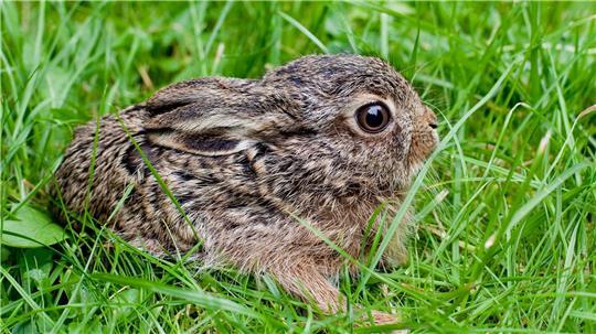 Der Feldhase breitet sich wieder in Deutschland aus – hat aber auch mit einer neuartigen Krankheit zu kämpfen. (Symbolbild)