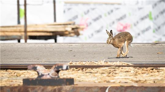 Der Feldhasenbestand in Schleswig-Holstein ist stabil, sagt der Landesjagdverband. 