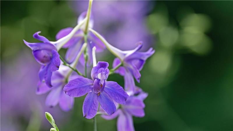 Feldrittersporn ist „Blume des Jahres 2026“ Der Feldrittersporn ist „Blume des Jahres 2026“