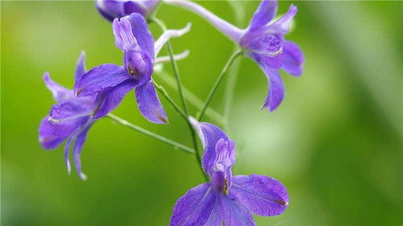 Feldrittersporn ist „Blume des Jahres 2026“ Der Feldsrittersporn ist auf Äckern zu finden, aber selten geworden.