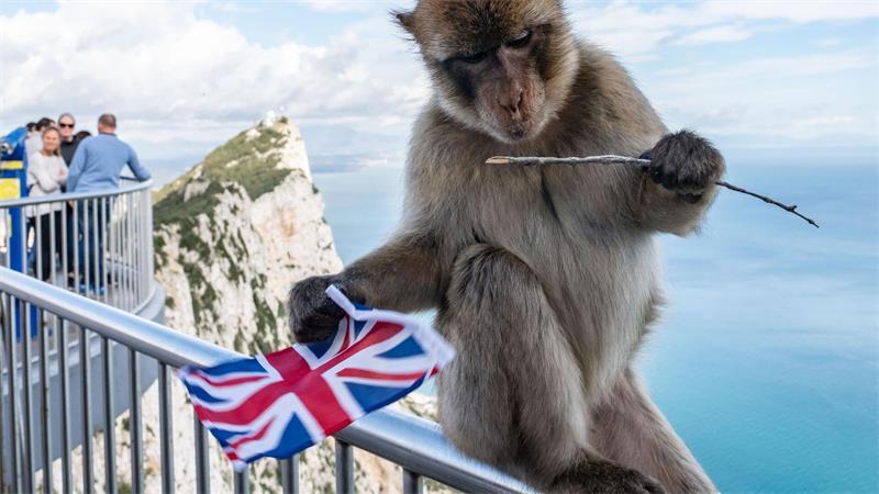 „Ende der Tortur“: Grenze Spanien-Gibraltar nun kontrollfrei Der Felsen von Gibraltar ist für seine Affen bekannt. (Archivfoto)