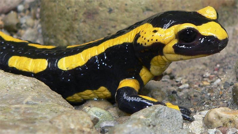 Der Feuersalamander ist in Deutschland neben dem Alpensalamander eine von zwei Arten der Echten Salamander und streng geschützt.