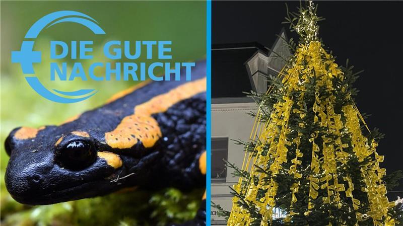 Der Feuersalamander ist zurück im Kreis Stade und ein Weihnachtsbaum in der Stader Altstadt berührt die Menschen.