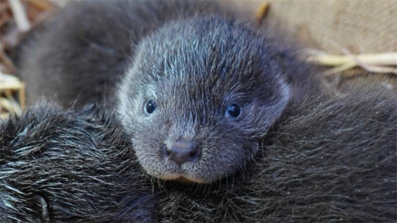 Putziger Fischotternachwuchs im Wildpark Schwarze Berge sucht Namen Der Fischotternachwuchs ist wohlgenährt und kerngesund.
