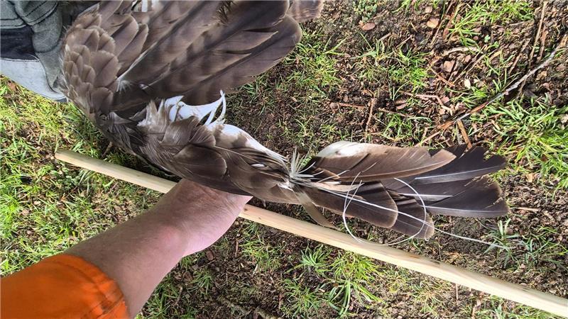 Der Flügel des Tieres, um welchen die Schnüre gewickelt waren.