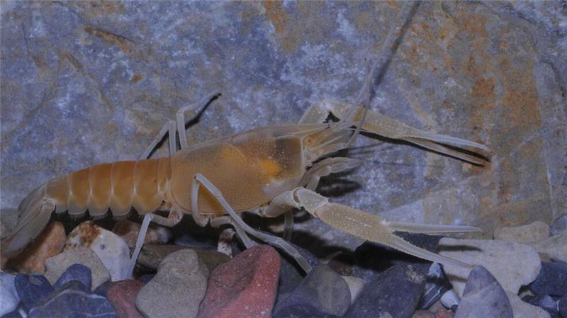 Der Flusskrebs Procambarus orcinus 
