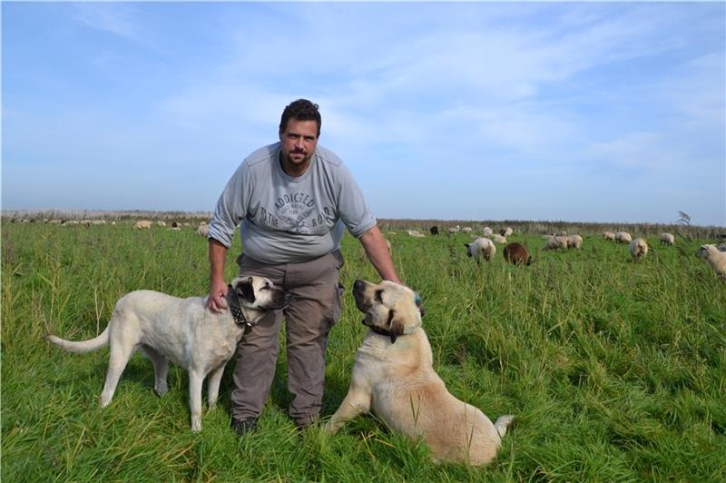 Herdenschutzhunde sichern Deiche im Wolfsrevier – Doch es gibt Gegner Der Freiburger Schäfer Benjamin Heinz lässt inzwischen fünf Kangals und einen Maremmano bei seinen Herden mitlaufen.