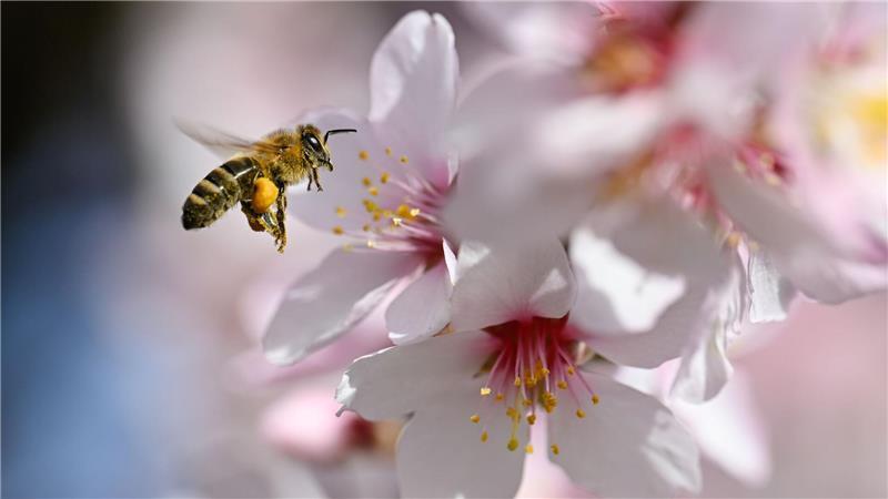 Der Frühling versteckt sich am Wochenende wieder etwas mehr. 