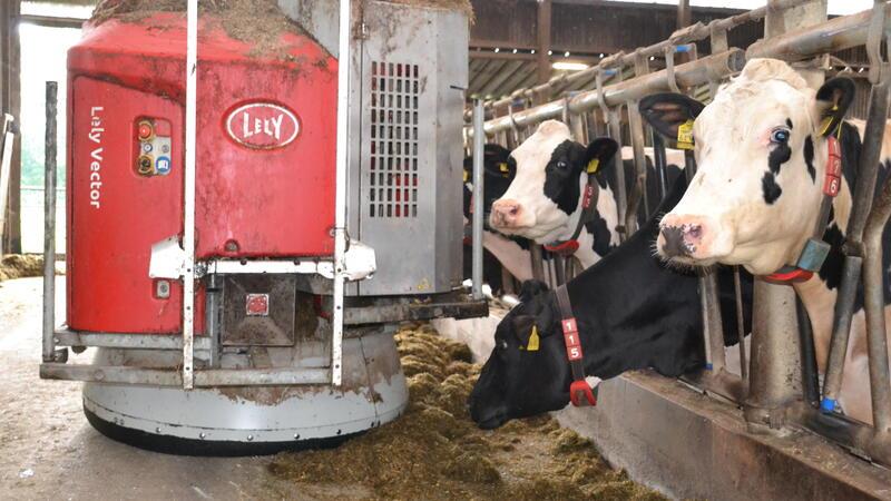 Hightech in der Landwirtschaft: Wenn ein Roboter Kühe melkt Der Futterroboter bringt die Silage zu den Kühen im Stall.