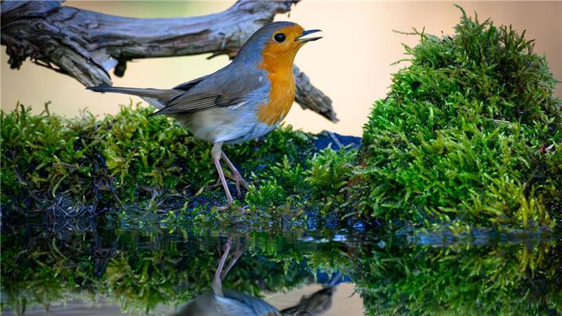 Der Gesang des Rotkehlchens ist eine Abfolge hoher Töne, die laut Nabu in einer perlenden Strophe enden. (Symbolbild)