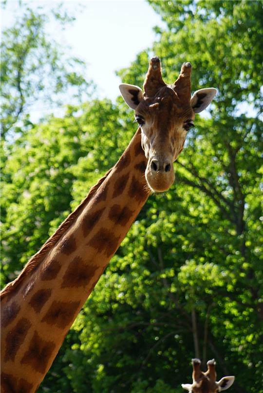 Der Giraffenbulle Diko lebt seit Jahren schon im Dresdner Zoo.