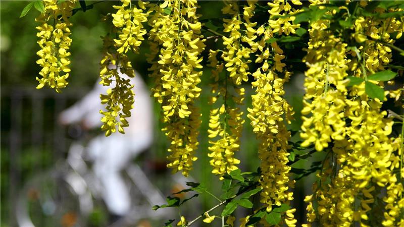Darauf sollten Sie achten, wenn Demenzkranke im Haushalt wohnen Der Goldregen ist eine Giftpflanze. Solche Pflanzen sollten in einem Haushalt oder Garten, in dem Demenzkranke Zeit verbringen, besser nicht vorhanden sein. Foto: Matthias Schrader