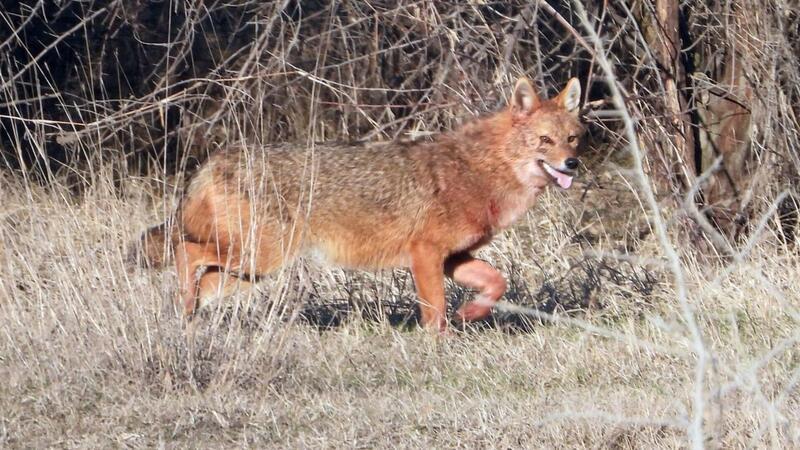 Der Goldschakal ähnelt dem Wolf und wird öfter verwechselt.