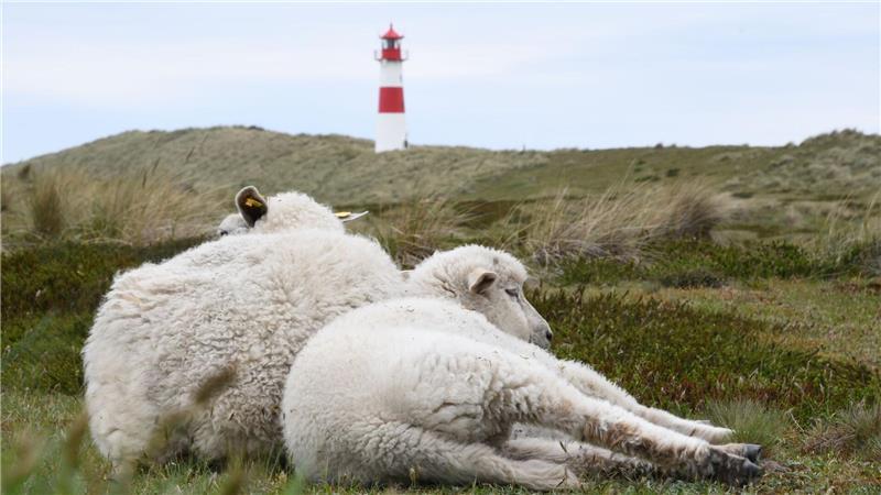 Sylter Goldschakal darf geschossen werden Der Goldschakal, der auf Sylt Dutzende Lämmer gerissen hat, darf wieder gejagt werden (Archivbild).
