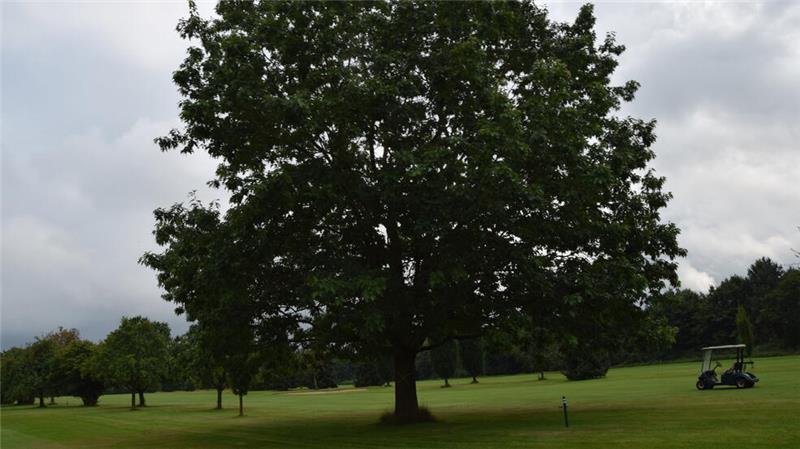 Der Golfplatz in Immenbeck soll in eine ökologische Ausgleichsfläche umgewandelt werden. Das Foto aus dem Herbst 2024 zeigt einen Teil des Geländes.