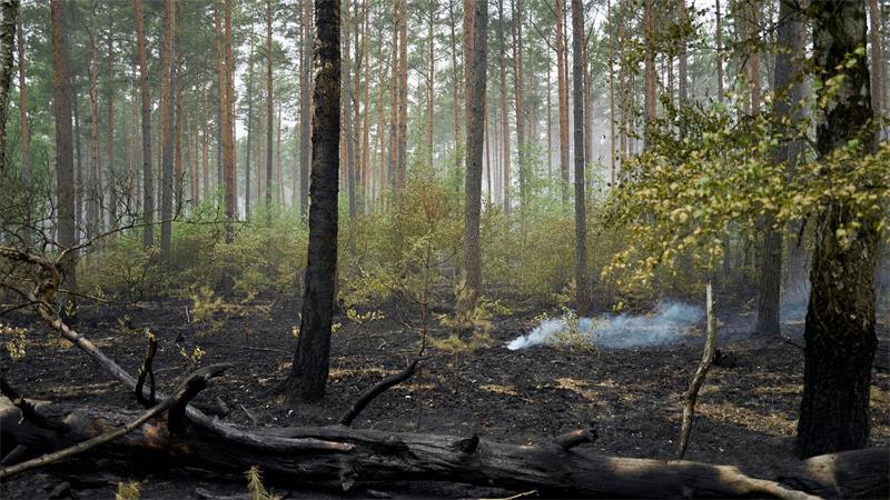 Der Großbrand im Müritz-Nationalpark ist laut Schweriner Umweltministerium gelöscht.