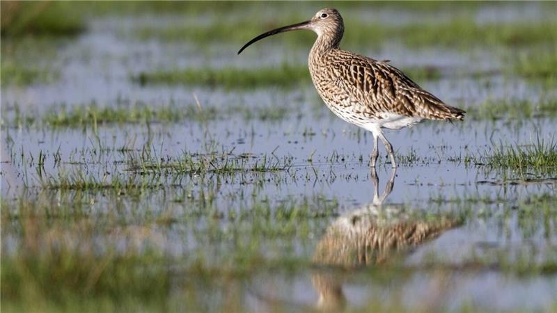 Schutz des Brachvogels: Nabu ruft Bürger zur Zählung auf Der Große Brachvogel in freier Wildbahn. Foto: Hartmut Mletzko