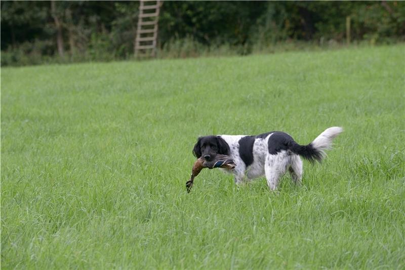 Der Große Münsterländer „Balu“ apportiert eine Ente. Das Finden und Zurückbringen gehört zu den „Kernaufgaben“ eines Jagdhunds. Fotos: Wisser