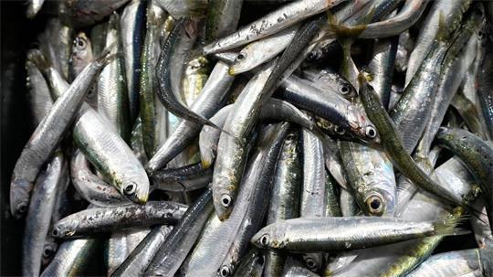 Der Großteil des europäischen Bedarfs an Sardinen wird mit Importen aus Marokko gedeckt. (Symbolbild)