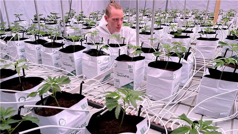 Smokerhontas baut Cannabis ganz legal an geheimem Ort im Alten Land an Der „Grower“ Patrick Below vom Verein Cannabis Kultur prüft die jungen Pflanzen in Drochtersen.