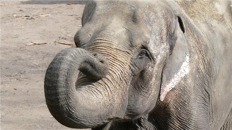 Der Hamburger Tierpark Hagenbeck trauert um seine Elefantenkuh Shandra.