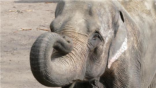 Der Hamburger Tierpark Hagenbeck trauert um seine Elefantenkuh Shandra.