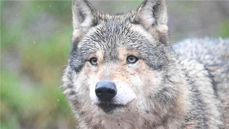 Der Hamburger Wolf aus der Einkaufspassage in Altona war bei weitem nicht der erste in der Stadt. (Archivbild)