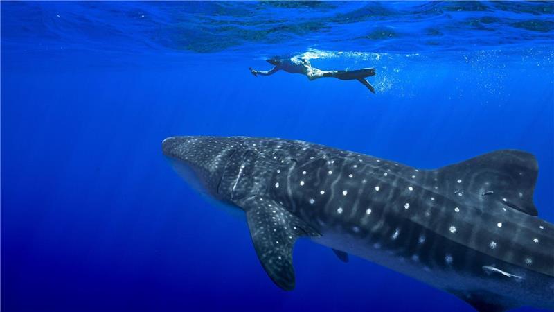 Der Handel mit Walhaien könnte komplett verboten werden. (Archivbild) 