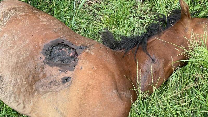 Der Hannoveraner war auf einer Weide bei Isensee im vergangenen Sommer durch einen Wolfsangriff so schwer verletzt worden, dass er eingeschläfert werden musste.