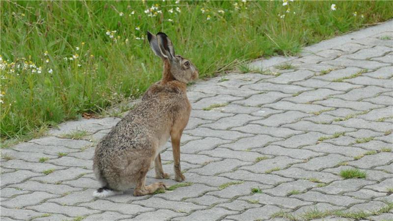 Der Hase sagt auf Neuwerk auch „guten Morgen“, gleich hinterm Deich. Foto: Maike Wessolowski