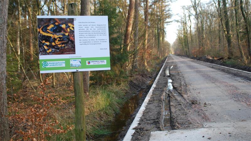 Bedrohter Feuersalamander: Harsefelder Wald wird zur Schutzzone Der Hauptweg im Braken wurde mit Betonelementen versehen.