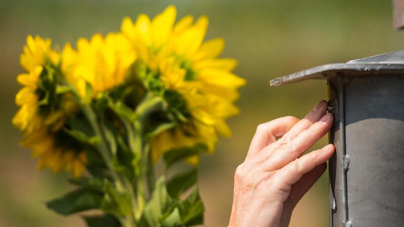 Blumen im Urlaub an der Ostsee gepflückt – Strafanzeige Der Hausmeister des Grundstücks auf Usedom hatte die Polizei gerufen.