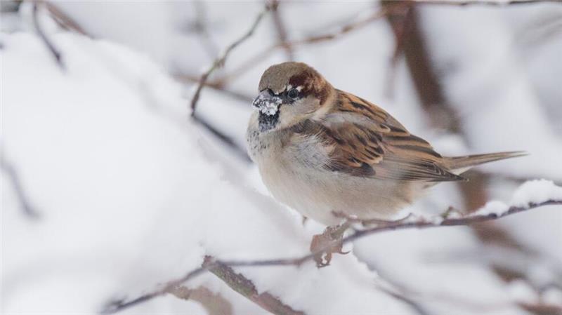 „Wintervögel“: Massensterben bei Amseln hat Folgen Der Haussperling ist der derzeit meist gesichtete Wintervogel in Deutschland, obwohl er dieses Jahr deutlich weniger gezählt wurde als 2024. (Archivbild)