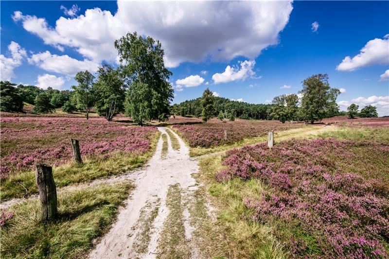Heidschnuckenweg wird zehn Jahre alt Der Heidschnuckenweg: Auf der Etappe 1 führt der Weg durch die Fischbeker Heide. Foto: Lüneburger Heide GmbH