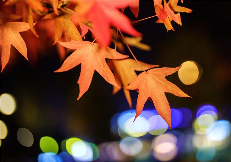 Der Herbst kann sich dieses Jahr wirklich sehen lassen. An vielen Bäumen funkelt buntes Laub wie hier in Frankfurt am Main.