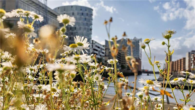 Der Herbst zeigt sich zum Wochenstart in Norddeutschland von seiner schönen Seite. (Archivbild)