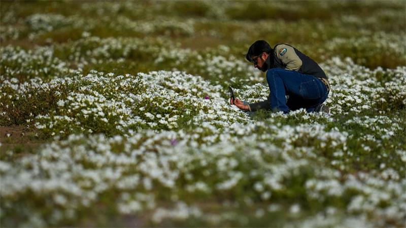 Blütenpracht in Chiles Atacama-Wüste Der Höhepunkt der Blütenpracht ist jetzt im Oktober zu beobachten.