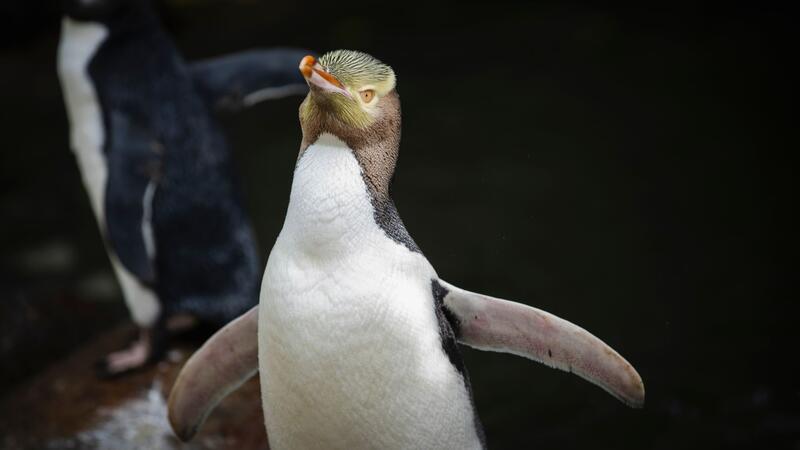 Seltener Pinguin: Hoiho ist Neuseelands Vogel des Jahres Der Hoiho gilt als stark gefährdet.