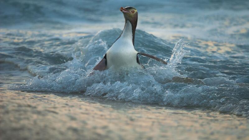 Seltener Pinguin: Hoiho ist Neuseelands Vogel des Jahres Der Hoiho ist einer der seltensten Pinguine der Welt.