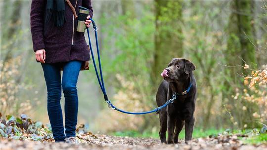 Der Hund als Steuerzahler. (Symbolfoto)