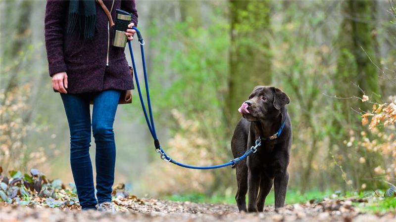 Der Hund als Steuerzahler. (Symbolfoto)