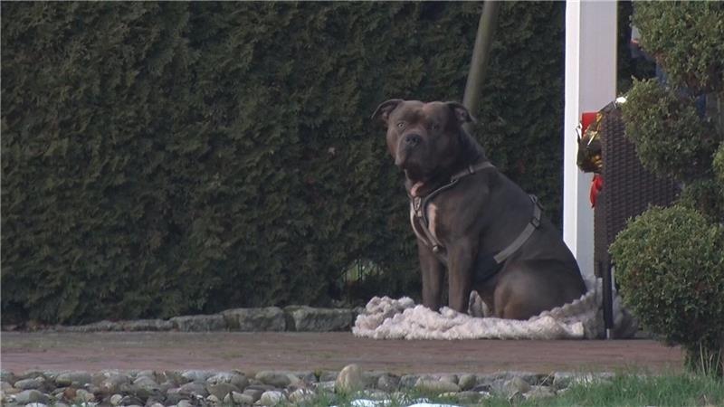 Der Hund der Rasse American Bully XL verharrte neben seinem toten Herrchen. (Handout)
