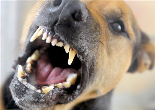 Der Hund im schleswig-holsteinischen Hochdonn ist vermutlich vom Grundstück seiner Halterin ausgebrochen (Symbolbild). Foto: dpa-Bildfunk