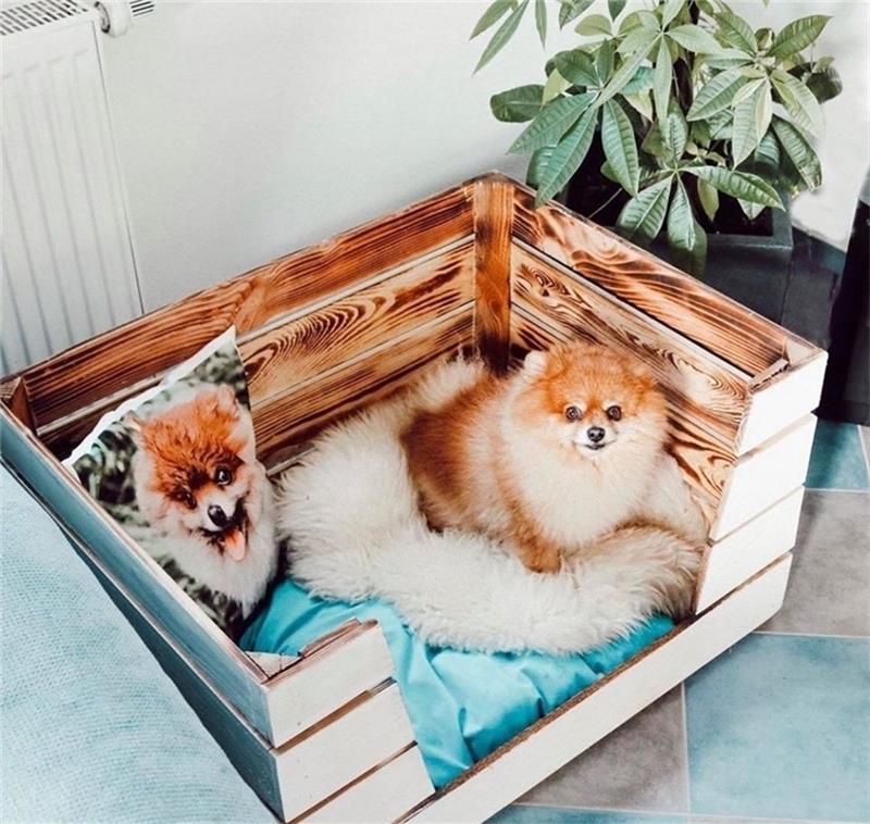 Der Hund in der Kiste : Für größere Vierbeiner gibt es auch spezielle, größere Kistenformate.