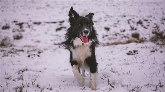 Der Hund soll Ähnlichkeit mit einem Bordercollie gehabt haben (Symbolbild).