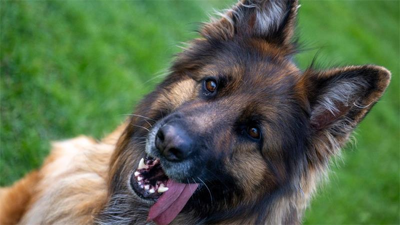 Der Hund soll einem Schäferhund ähnlich gesehen haben (Symbolbild).